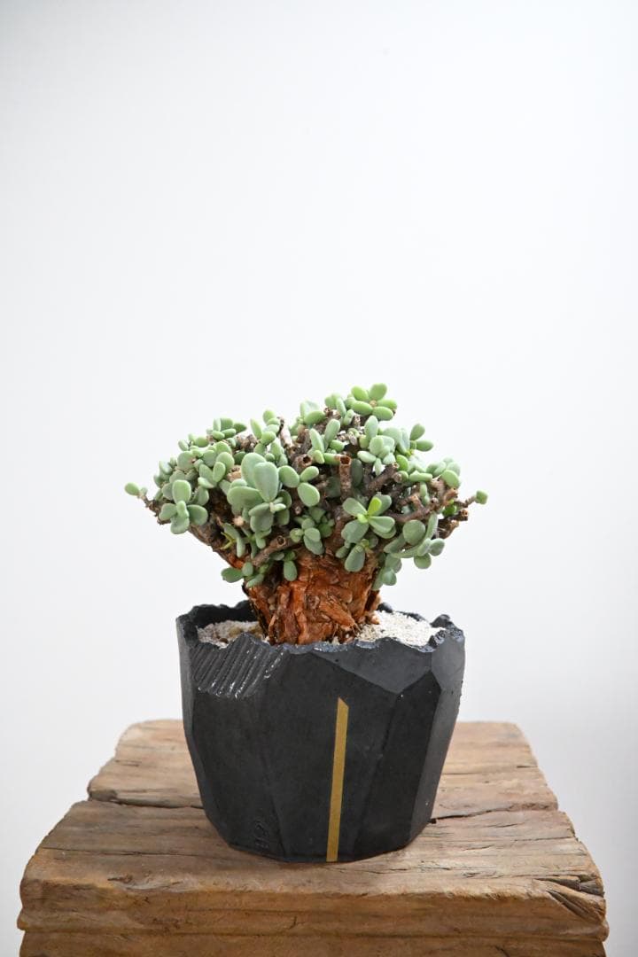 Ceraria pygmaea×N/OH　ケラリア ピグマエア　コレクション株