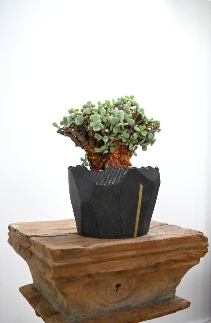 Ceraria pygmaea×N/OH　ケラリア ピグマエア　コレクション株