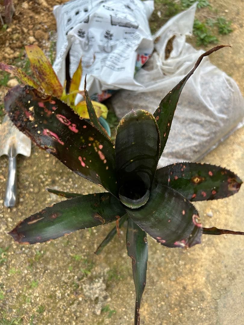 ビルベルギア インセンディアリーディライト 美株 発色良好 沖縄産 抜き苗