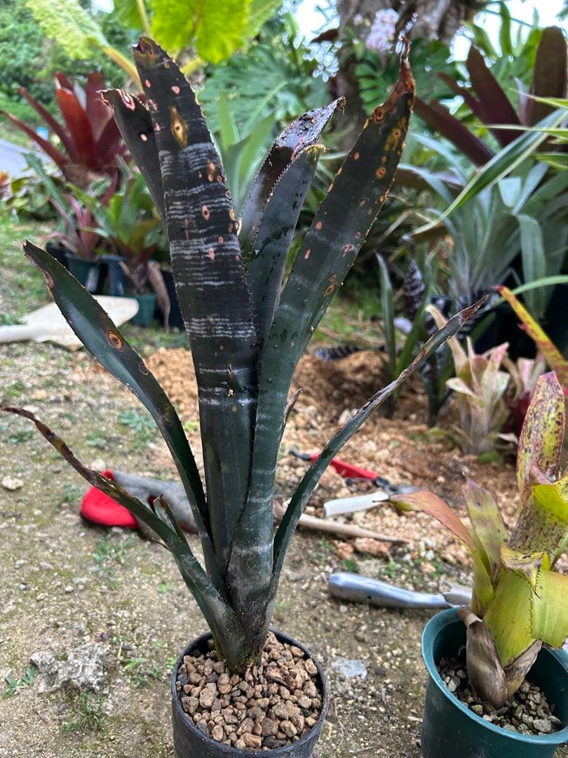 ビルベルギア インセンディアリーディライト 美株 発色良好 沖縄産 抜き苗