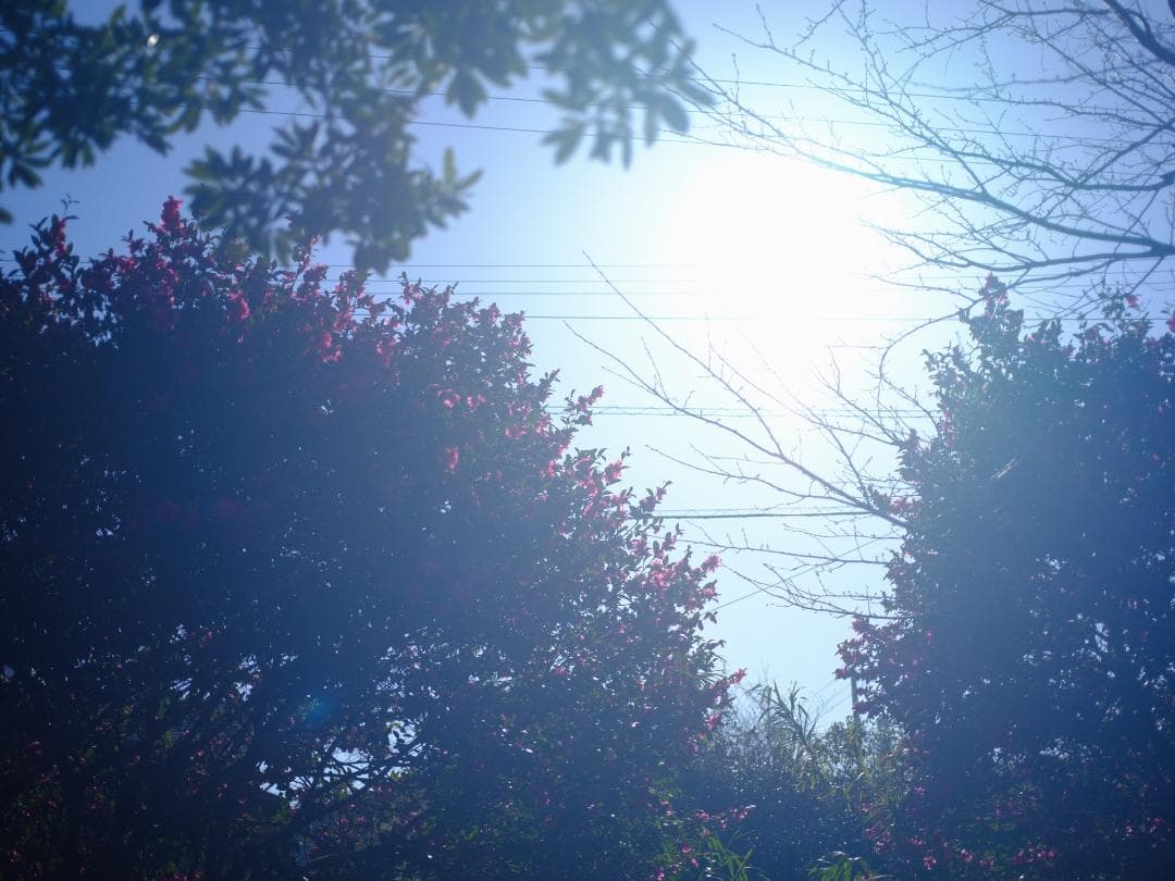 【テスト済】SMC PENTAX-A 645 55mm F2.8 365