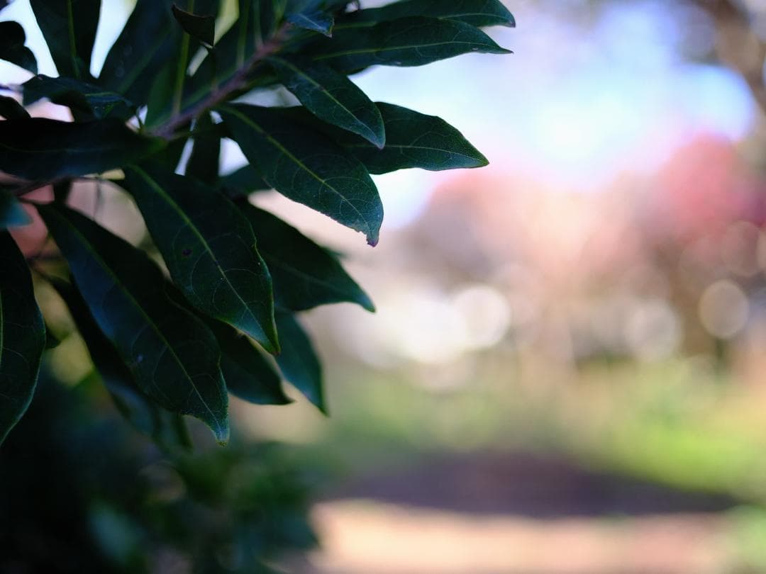 【テスト済】SMC PENTAX-A 645 55mm F2.8 365