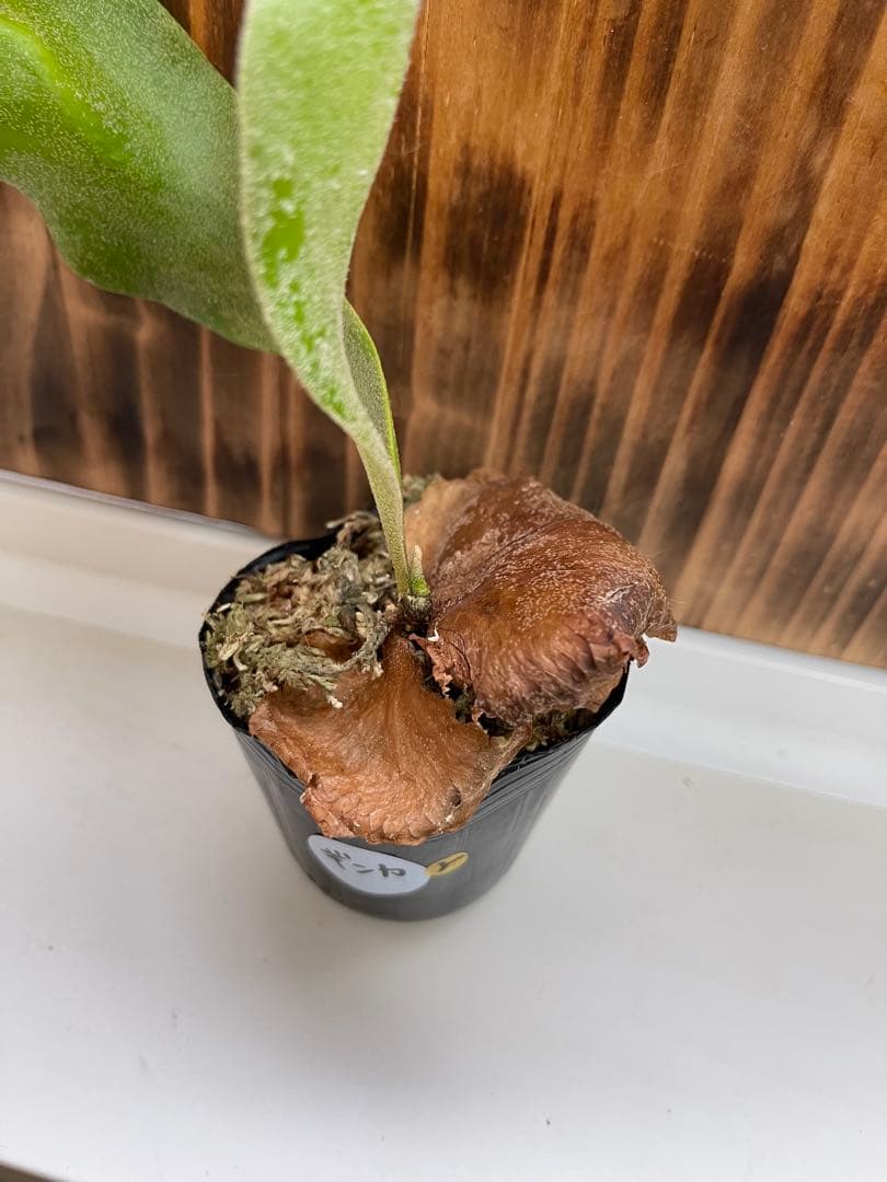 ビカクシダ 7株セットＹ