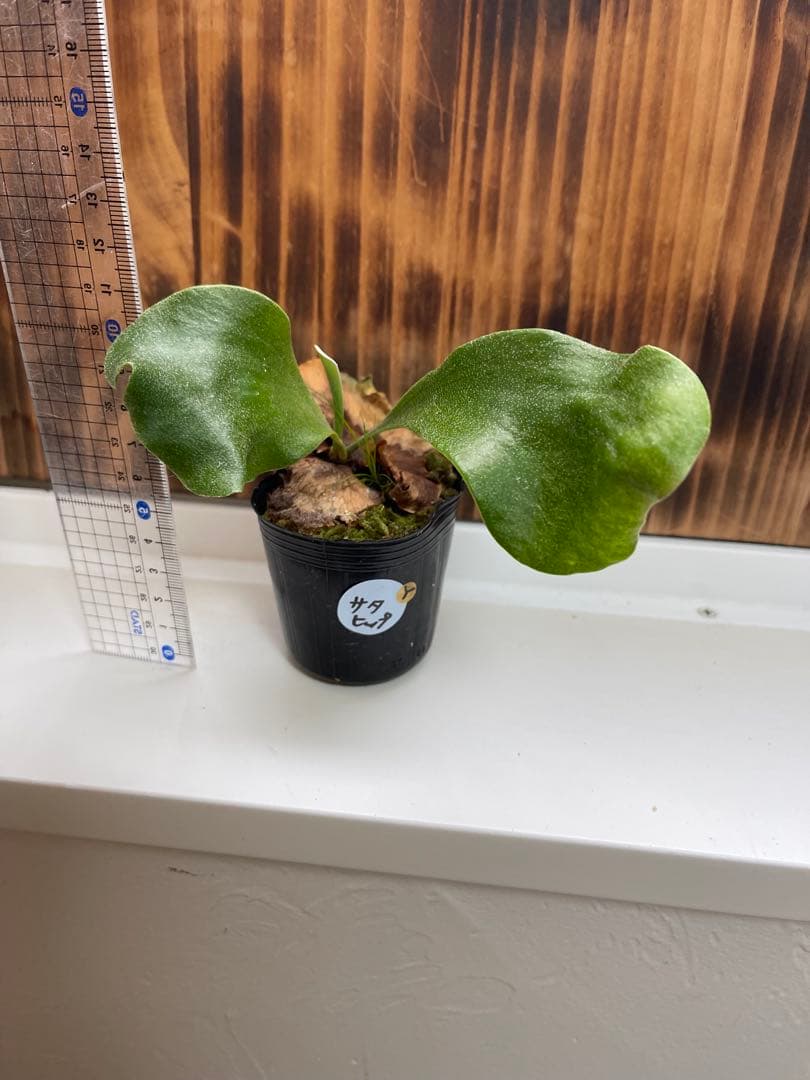 ビカクシダ 7株セットＹ