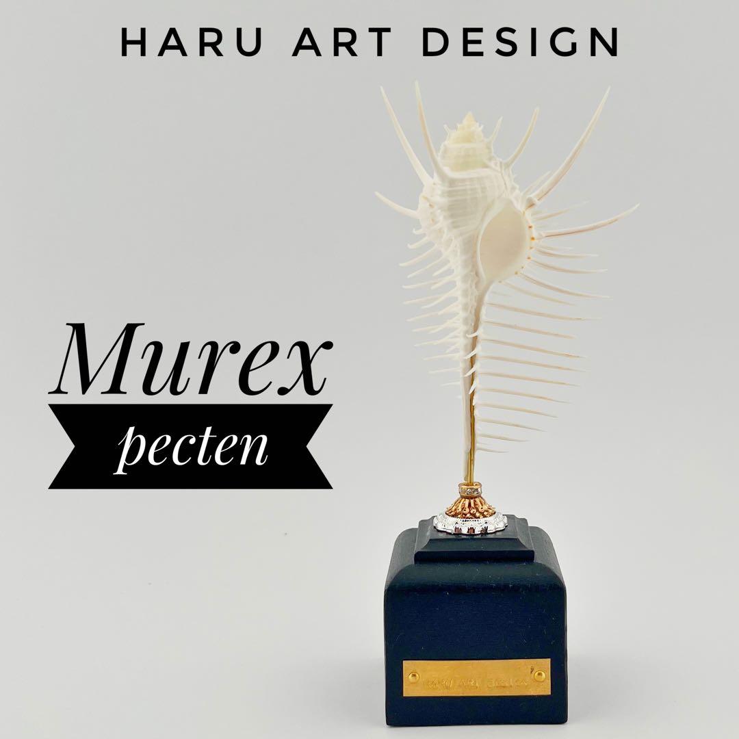 ホネガイ標本　海　貝殻　オブジェ 標本　貝　リゾート　インテリア雑貨　アート