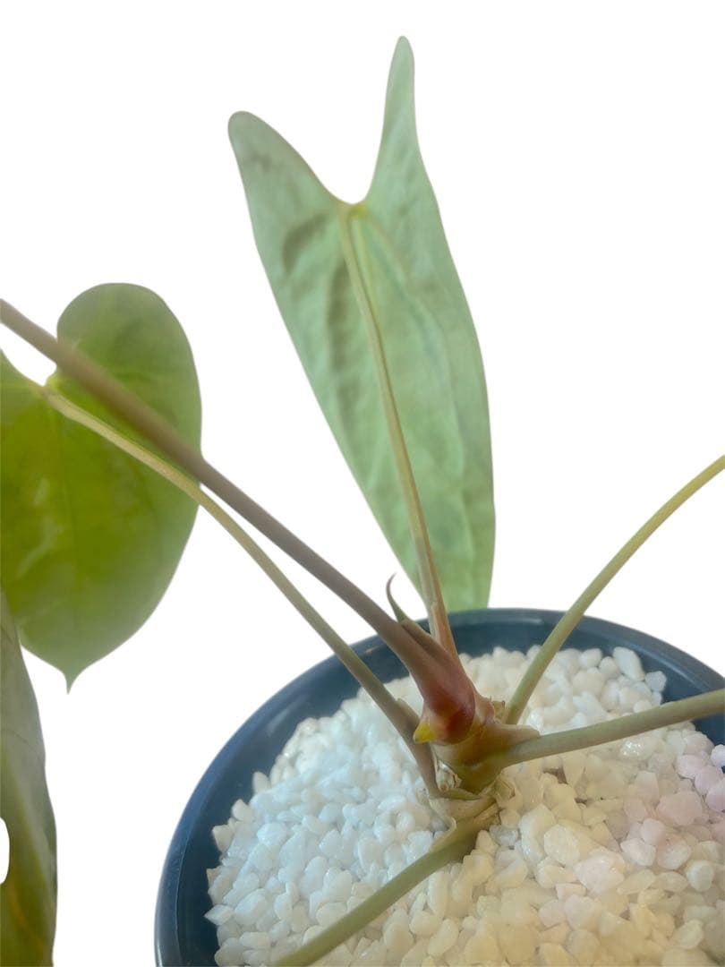 アンスリウム　パピリラミナム　Anthurium papillilaminum