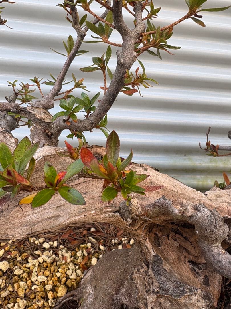 【大阪北部にて引き取り限定】さつき盆栽