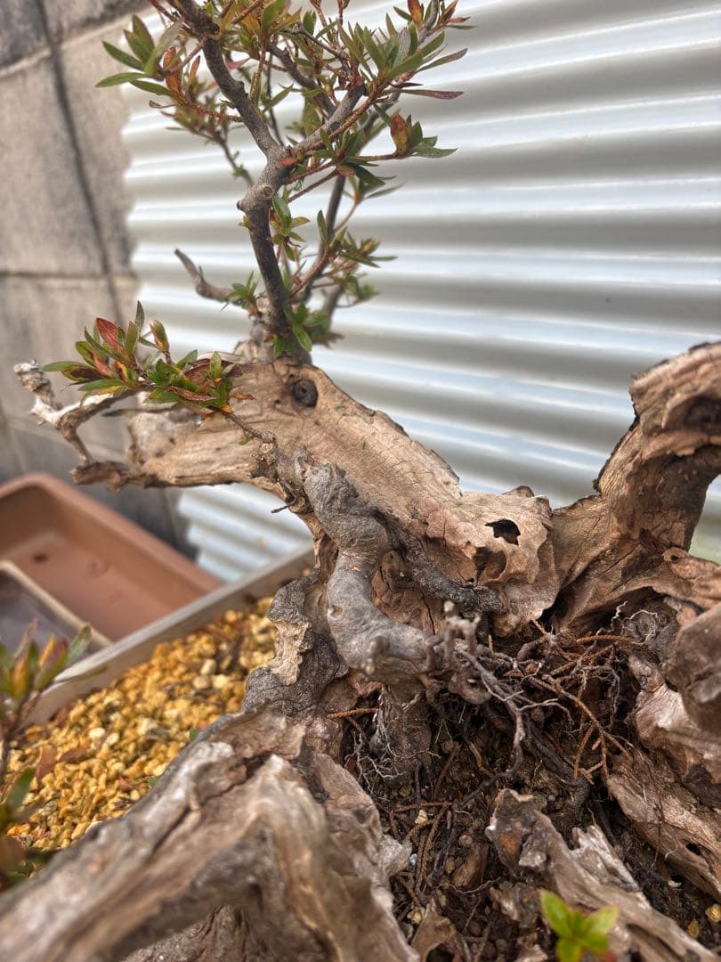 【大阪北部にて引き取り限定】さつき盆栽