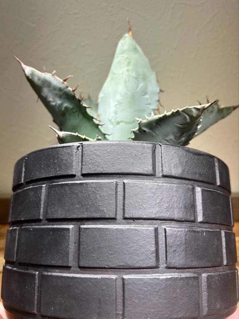 現品　アガベ　チタノタ　ブルー　長葉系選抜 long leaf 鉢のまま発送