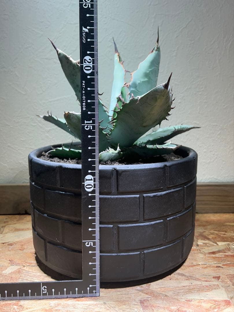 現品　アガベ　チタノタ　ブルー　長葉系選抜 long leaf 鉢のまま発送