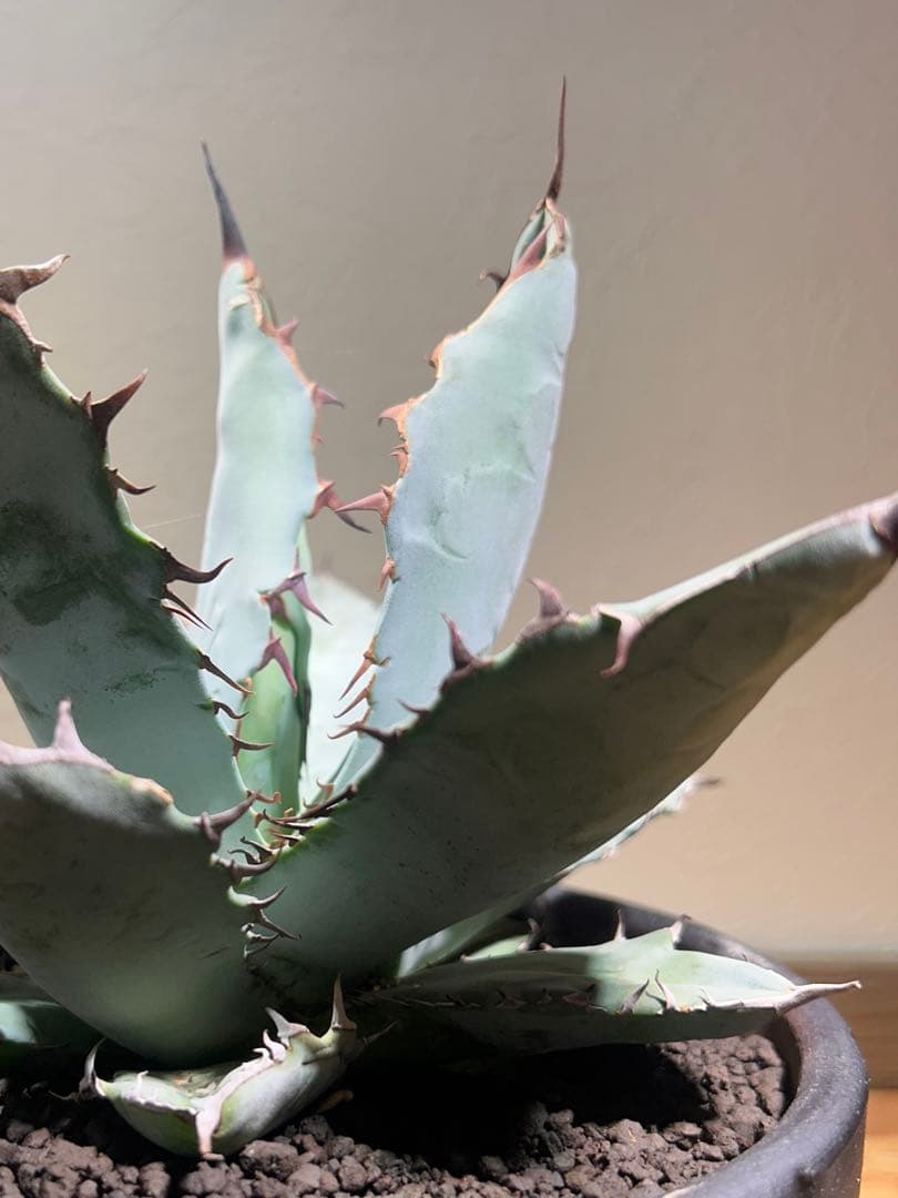 現品　アガベ　チタノタ　ブルー　長葉系選抜 long leaf 鉢のまま発送