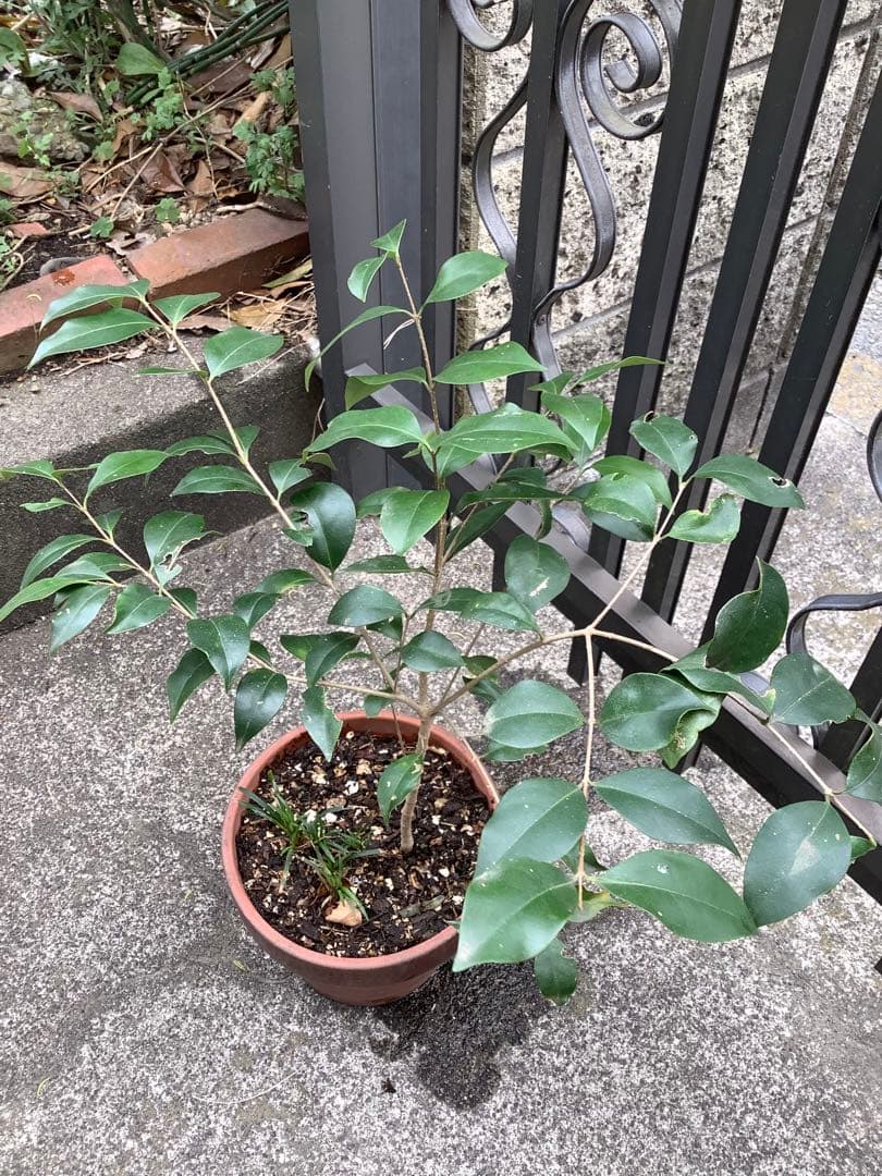 【KENZI】トウネズミモチ（５種）＋キンカン（３株）＋ブラックベリー