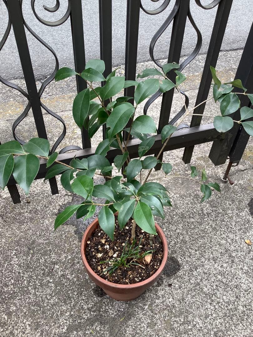 【KENZI】トウネズミモチ（５種）＋キンカン（３株）＋ブラックベリー