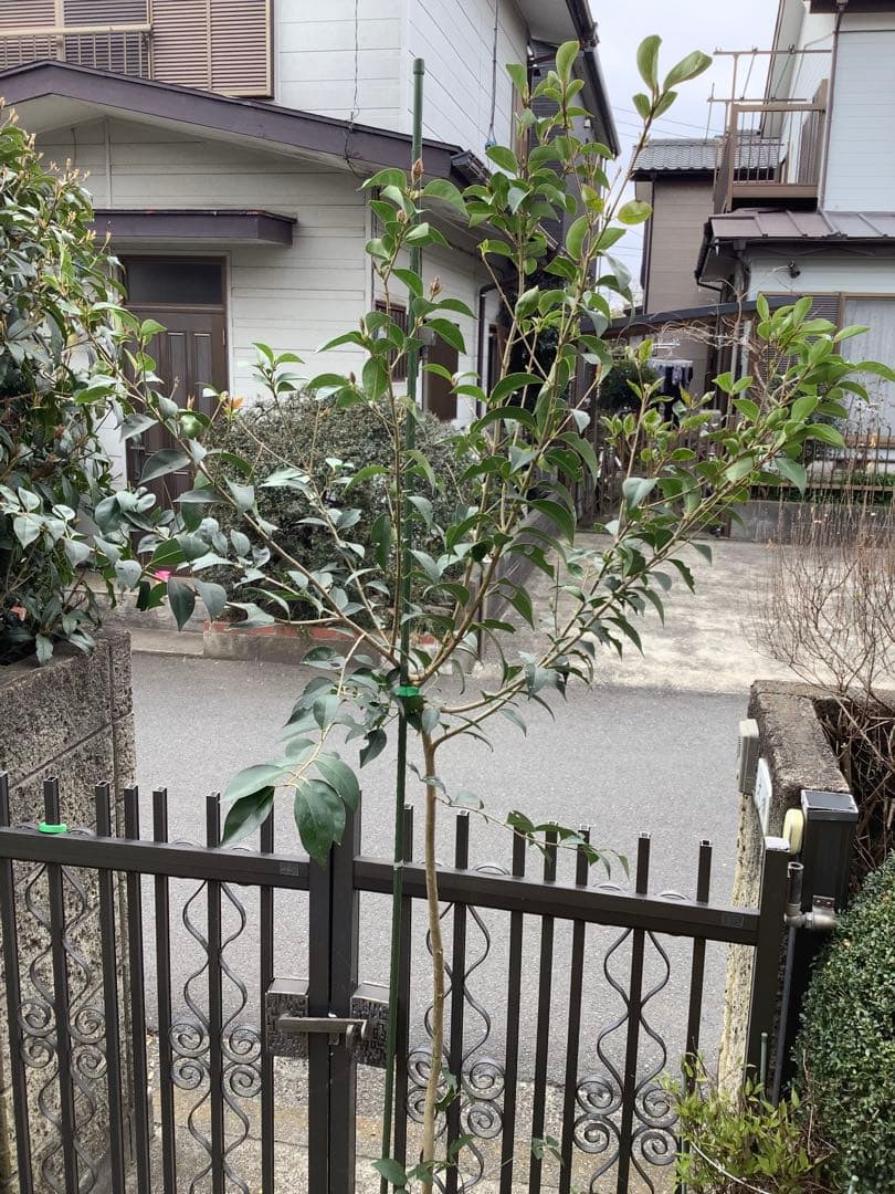 【KENZI】トウネズミモチ（５種）＋キンカン（３株）＋ブラックベリー