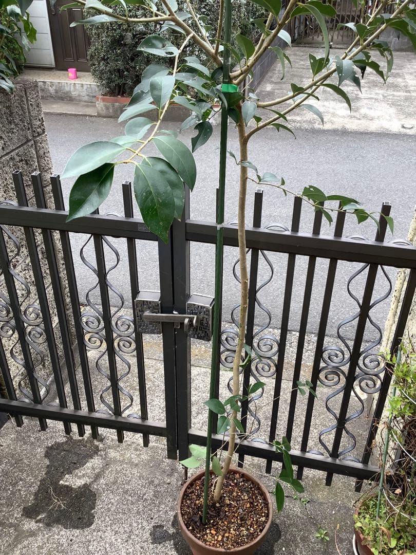 【KENZI】トウネズミモチ（５種）＋キンカン（３株）＋ブラックベリー