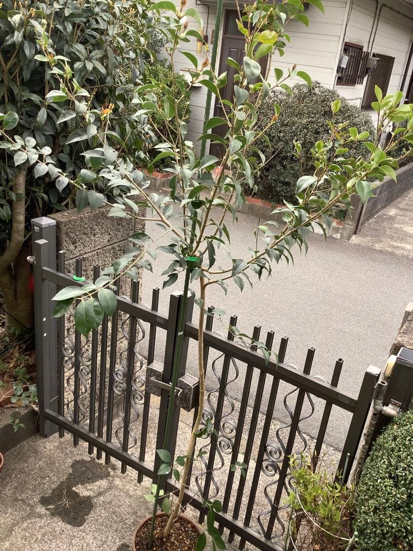 【KENZI】トウネズミモチ（５種）＋キンカン（３株）＋ブラックベリー