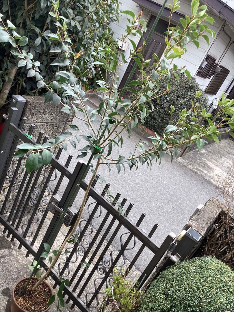 【KENZI】トウネズミモチ（５種）＋キンカン（３株）＋ブラックベリー