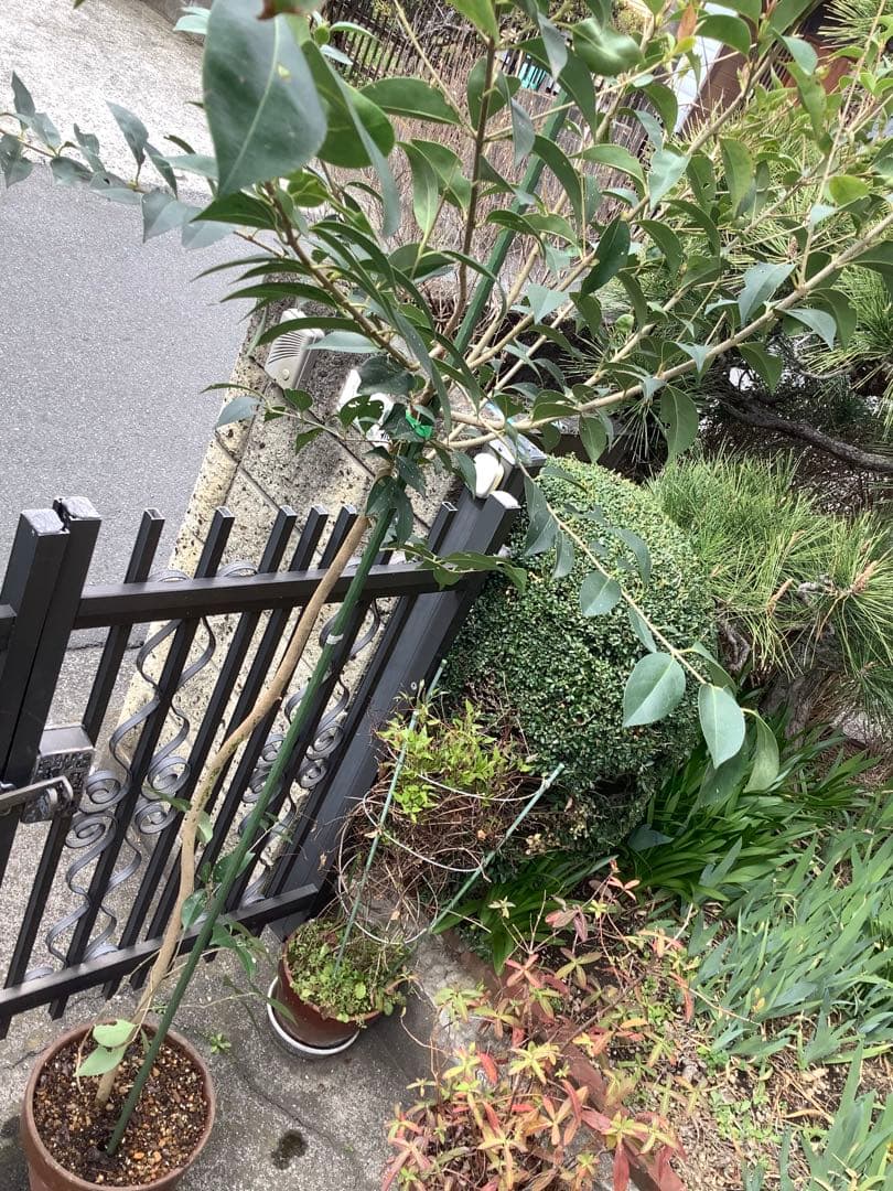 【KENZI】トウネズミモチ（５種）＋キンカン（３株）＋ブラックベリー