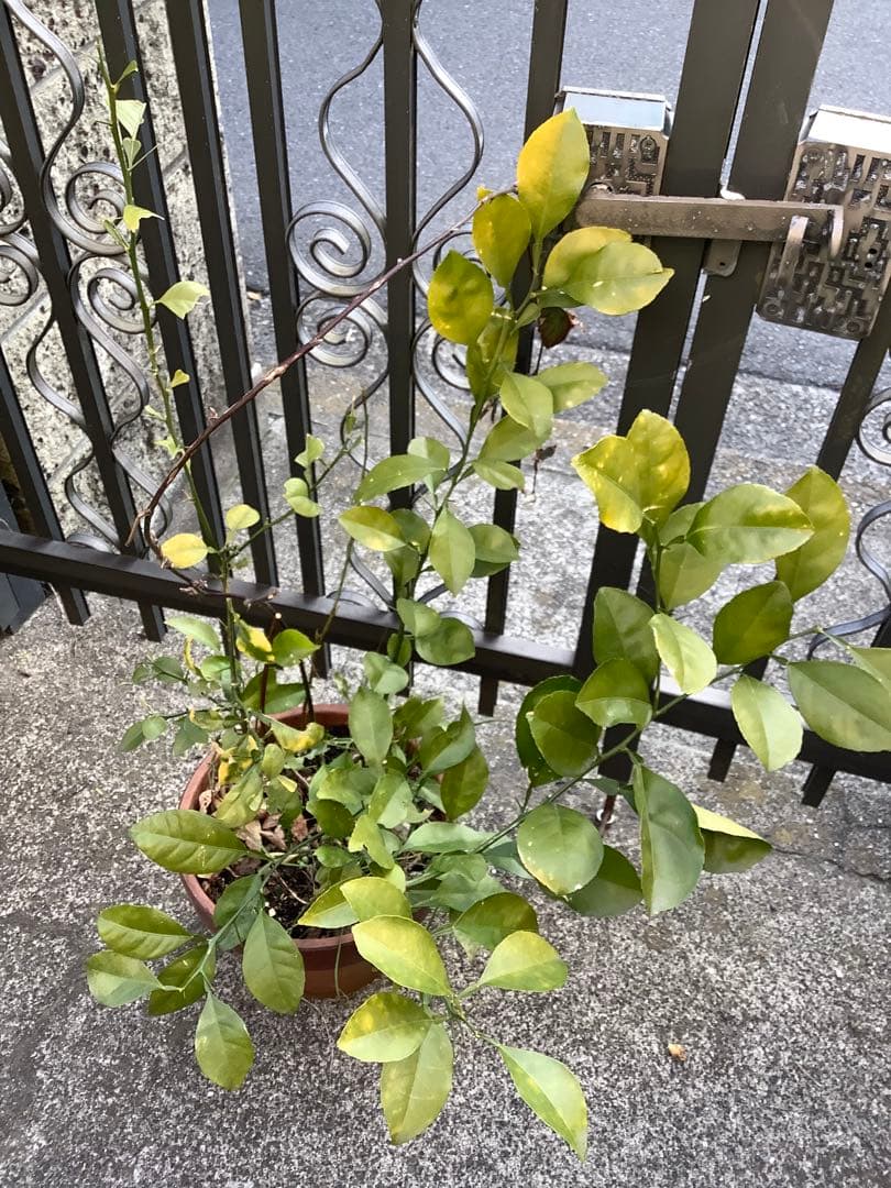 【KENZI】トウネズミモチ（５種）＋キンカン（３株）＋ブラックベリー