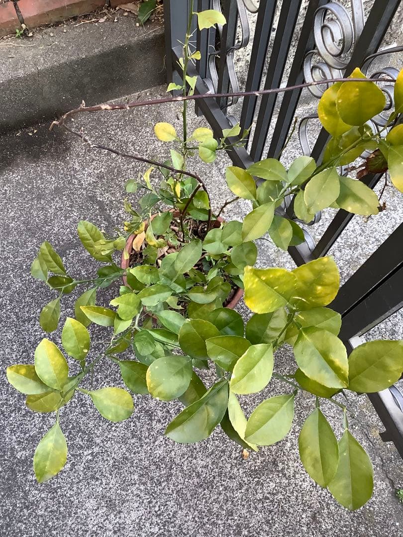 【KENZI】トウネズミモチ（５種）＋キンカン（３株）＋ブラックベリー