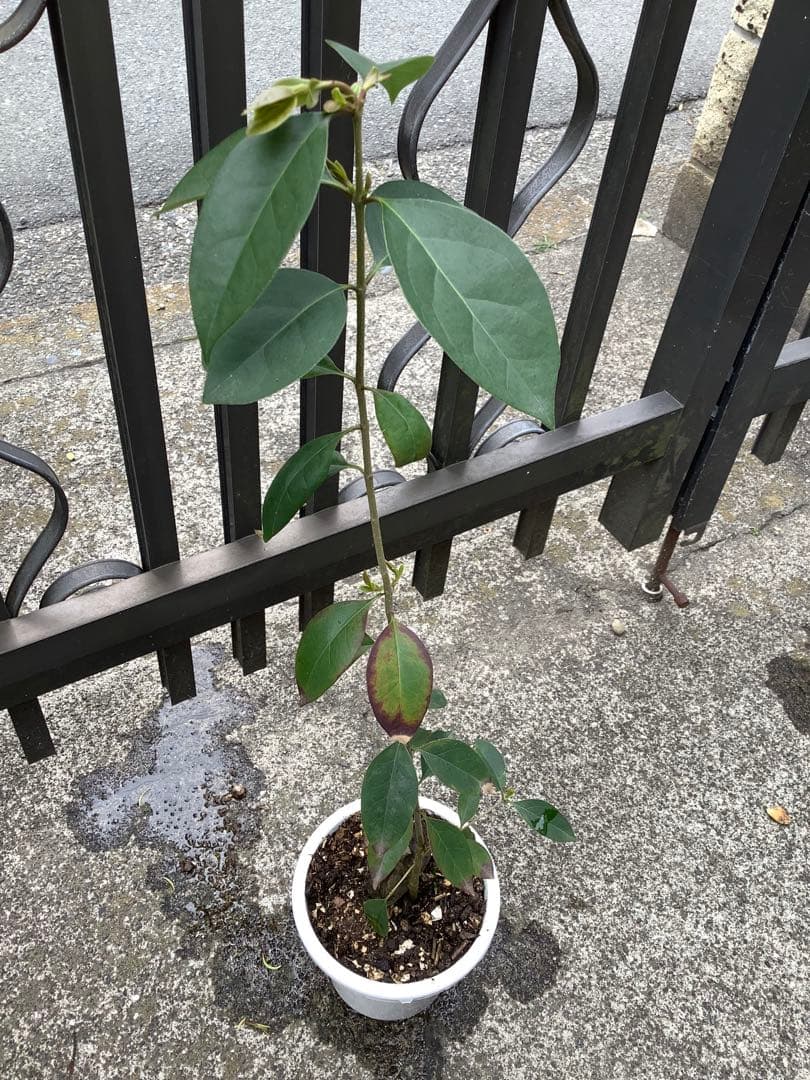 【KENZI】トウネズミモチ（５種）＋キンカン（３株）＋ブラックベリー