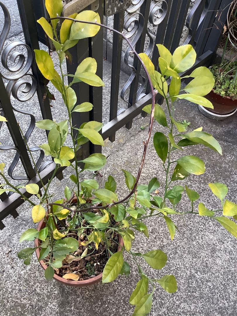 【KENZI】トウネズミモチ（５種）＋キンカン（３株）＋ブラックベリー