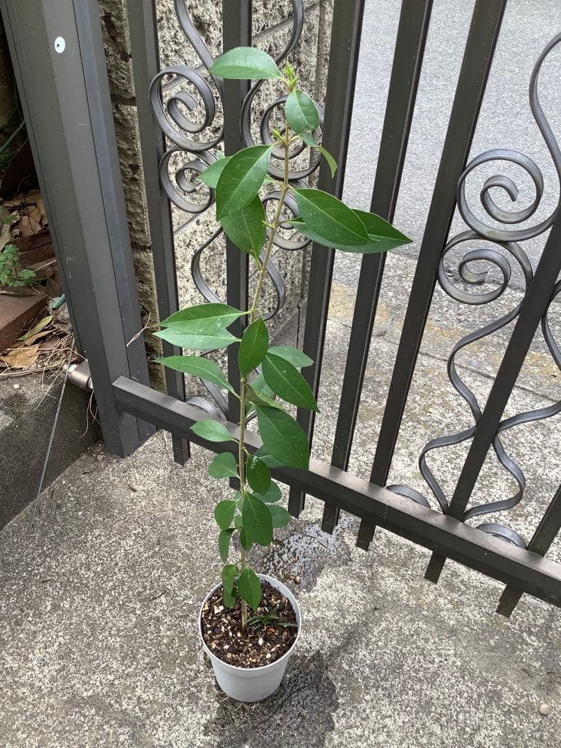 【KENZI】トウネズミモチ（５種）＋キンカン（３株）＋ブラックベリー