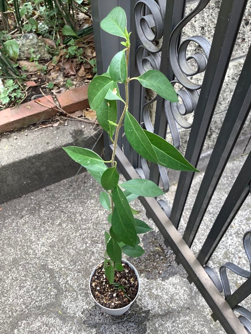 【KENZI】トウネズミモチ（５種）＋キンカン（３株）＋ブラックベリー