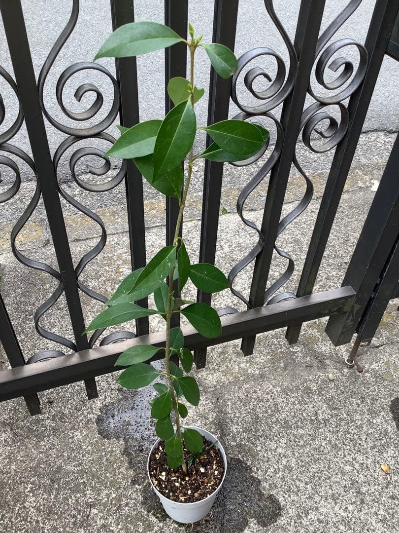 【KENZI】トウネズミモチ（５種）＋キンカン（３株）＋ブラックベリー