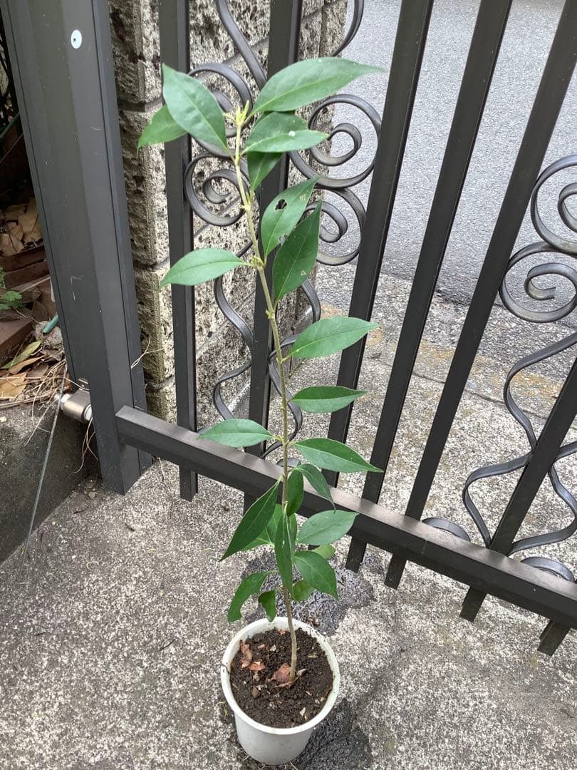 【KENZI】トウネズミモチ（５種）＋キンカン（３株）＋ブラックベリー