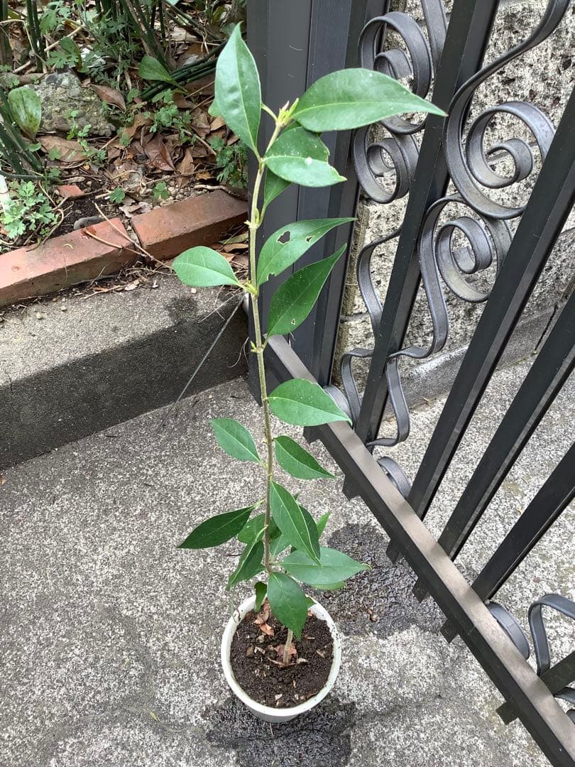 【KENZI】トウネズミモチ（５種）＋キンカン（３株）＋ブラックベリー