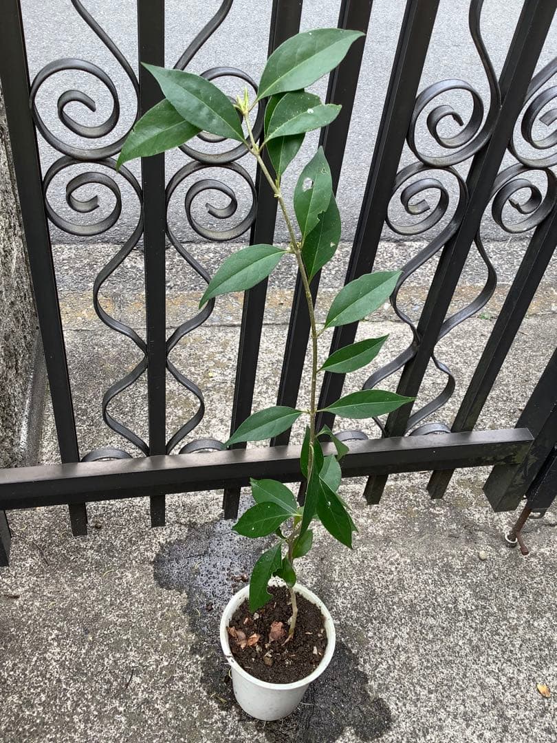 【KENZI】トウネズミモチ（５種）＋キンカン（３株）＋ブラックベリー