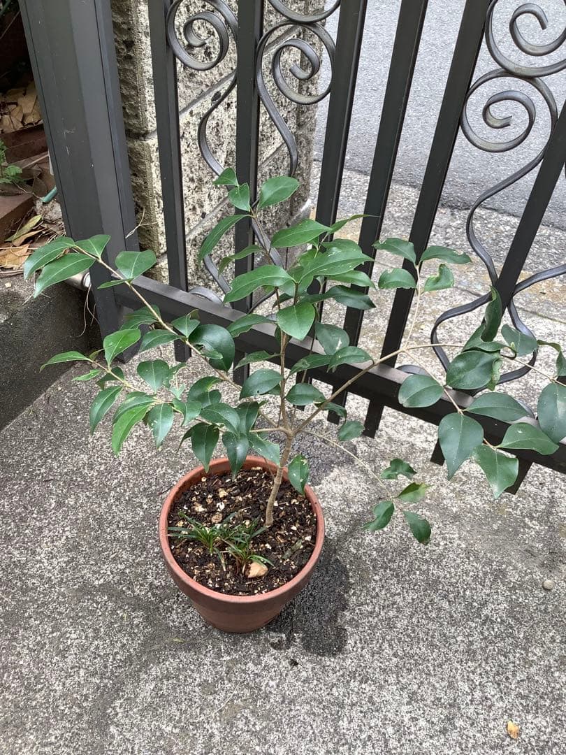 【KENZI】トウネズミモチ（５種）＋キンカン（３株）＋ブラックベリー