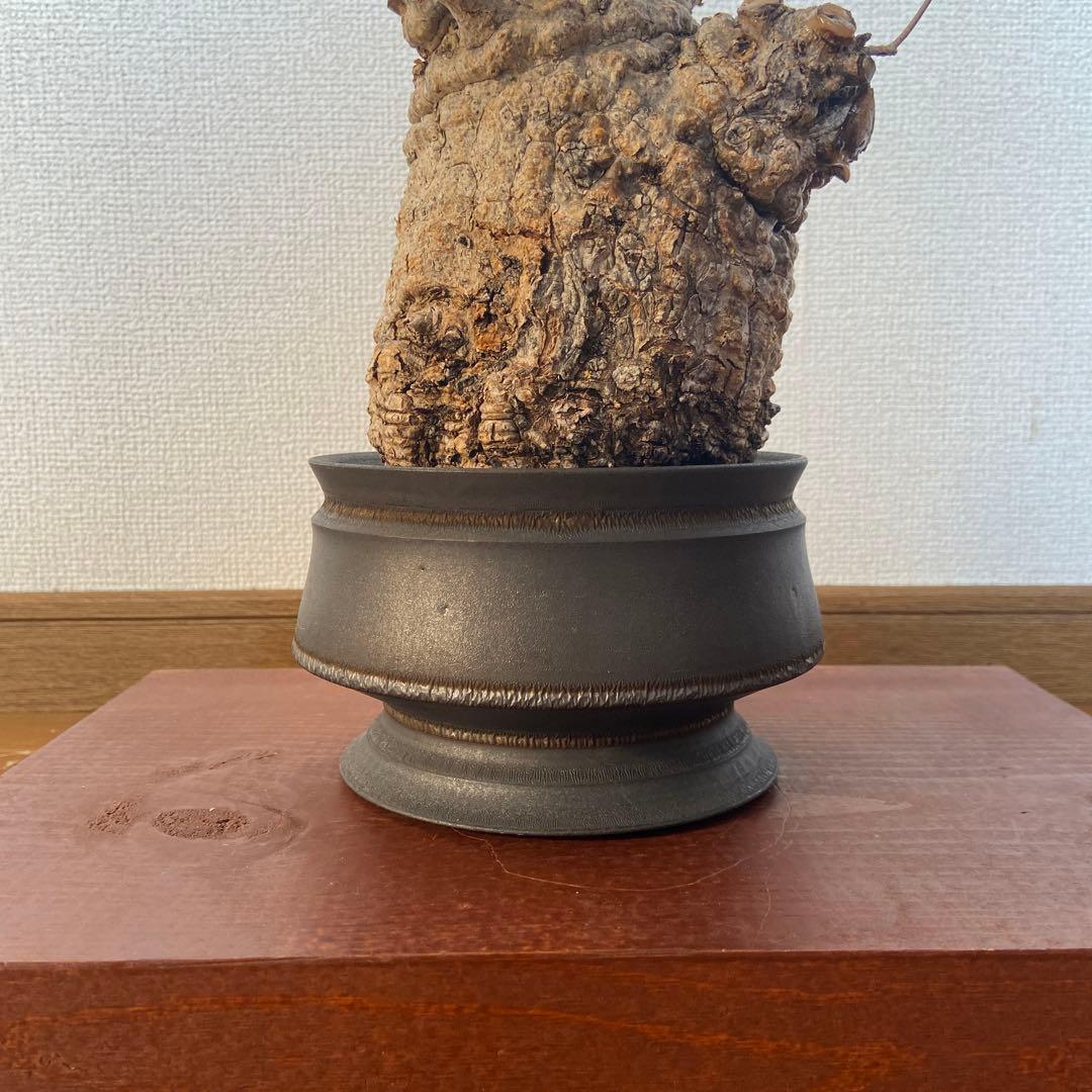 コレクション株　オペルクリカリア　パキプス 作家鉢　 田中元将さん