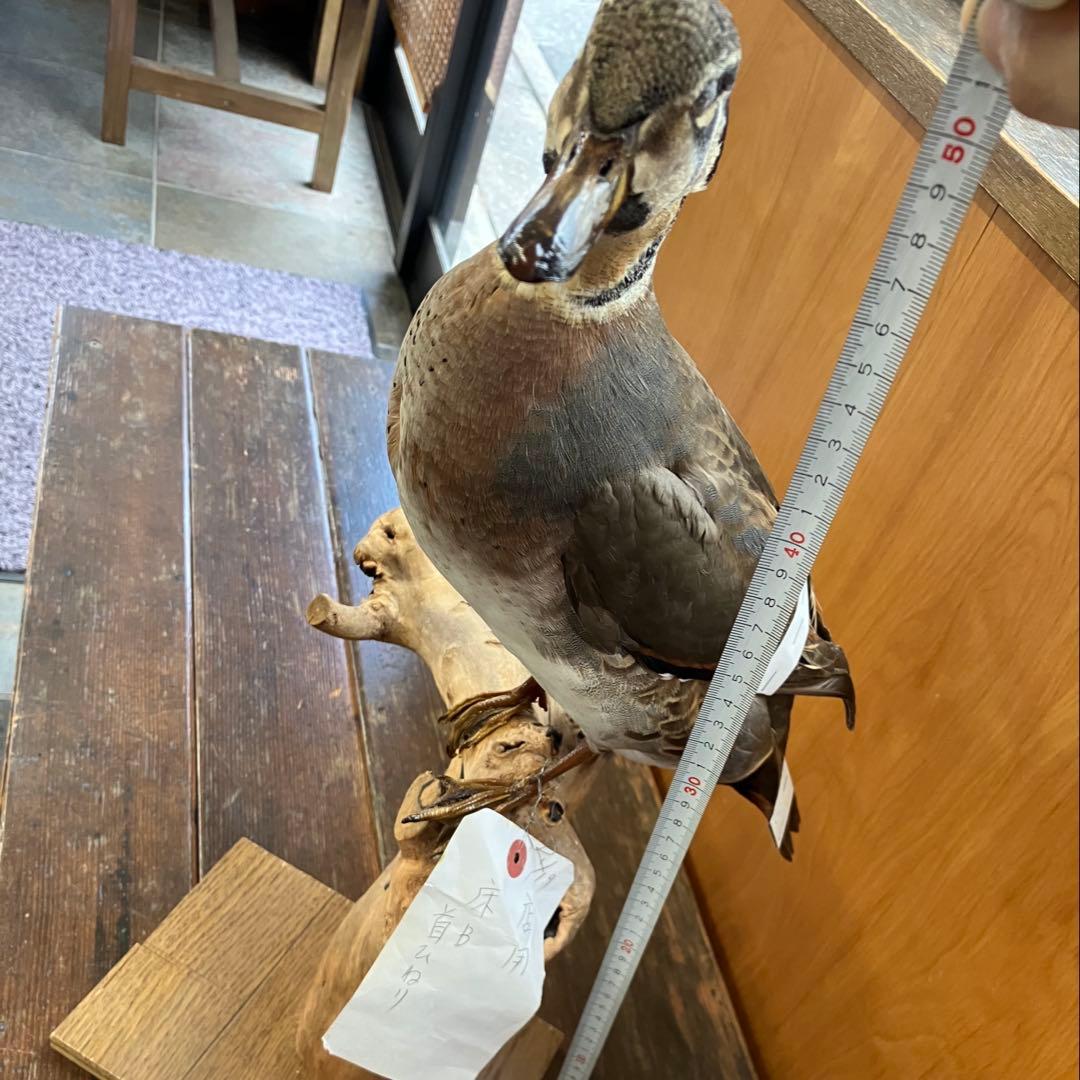 トモエガモ　剥製　カモ
