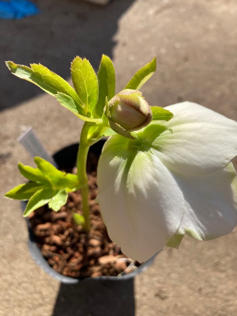 ピエラ　クリスマスローズ　4.5号　ヤマト宅配本州限定関西まで