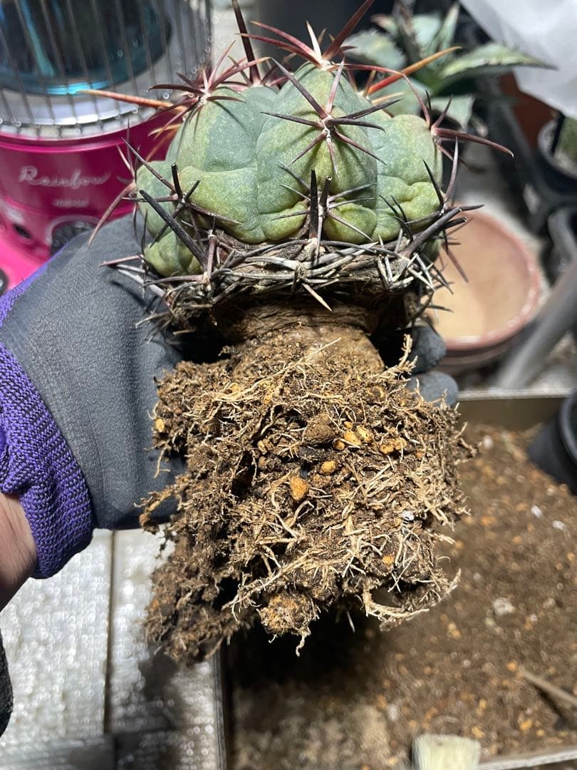 サボテン テロカクタス 紅鷹 5号ブラックポットマーブル