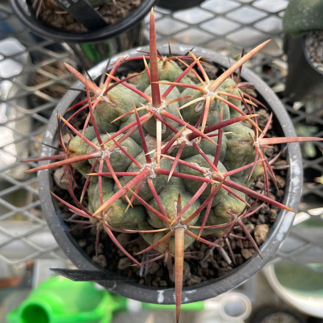 サボテン テロカクタス 紅鷹 5号ブラックポットマーブル