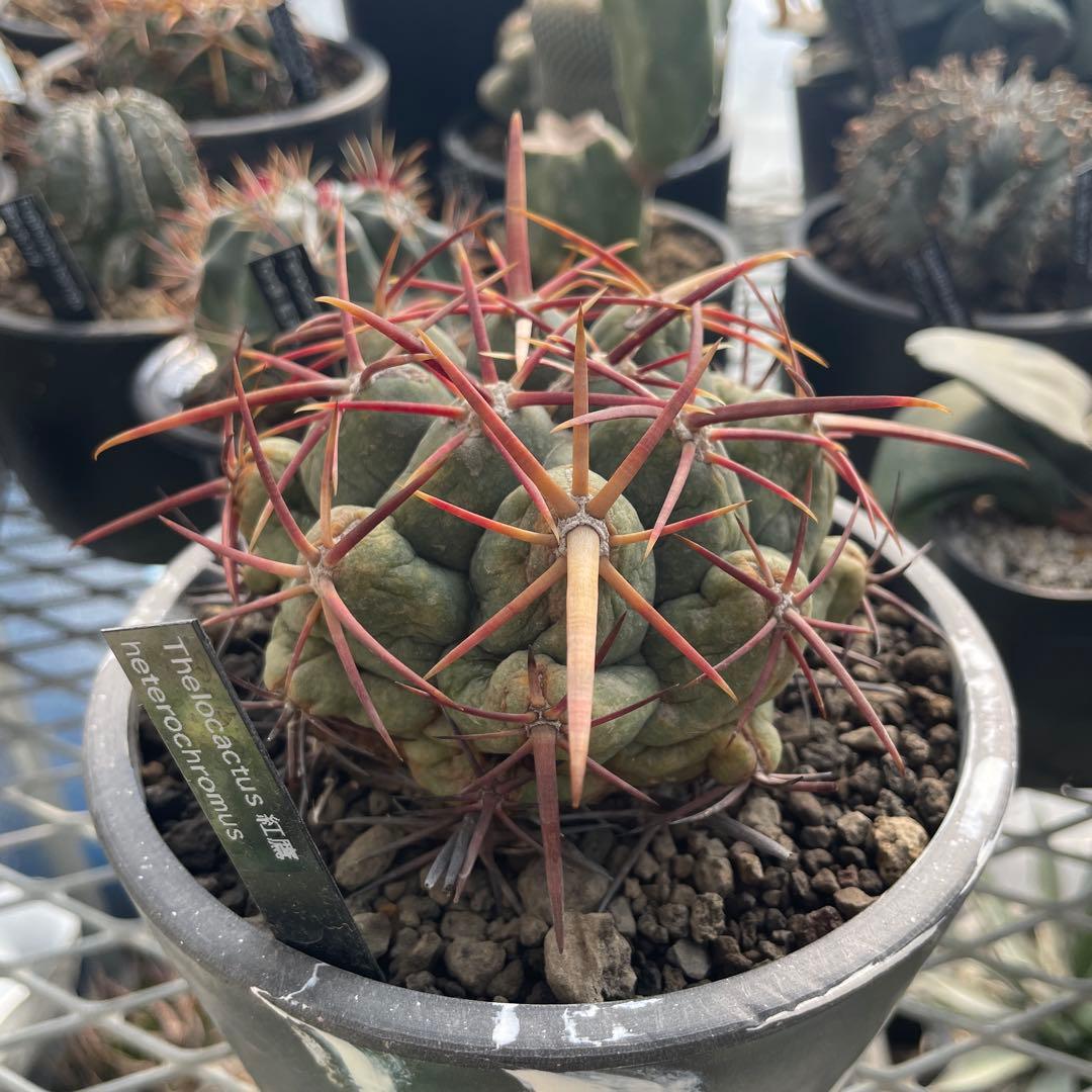 サボテン テロカクタス 紅鷹 5号ブラックポットマーブル