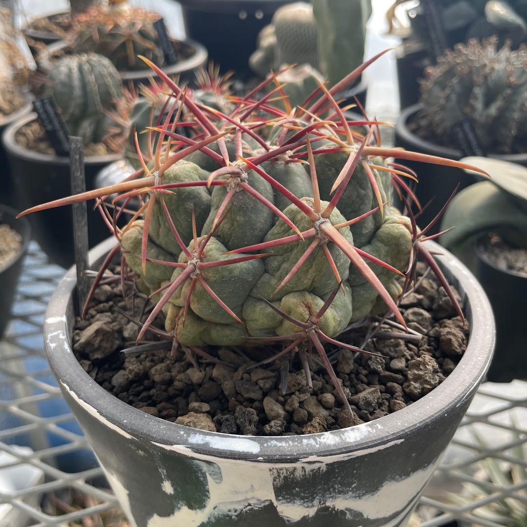 サボテン テロカクタス 紅鷹 5号ブラックポットマーブル