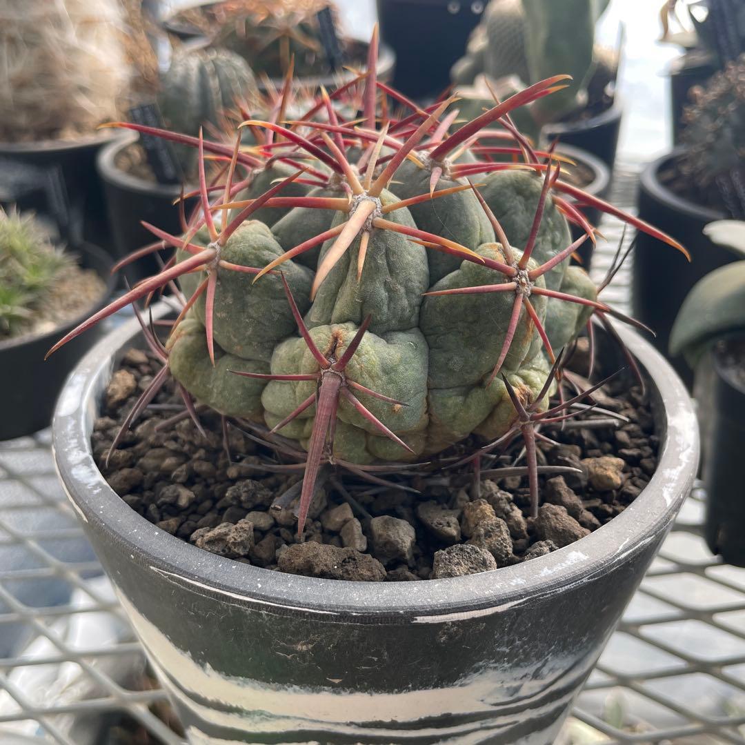 サボテン テロカクタス 紅鷹 5号ブラックポットマーブル