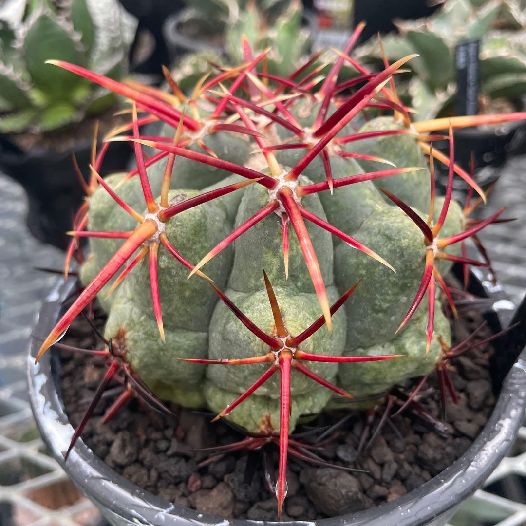 サボテン テロカクタス 紅鷹 5号ブラックポットマーブル