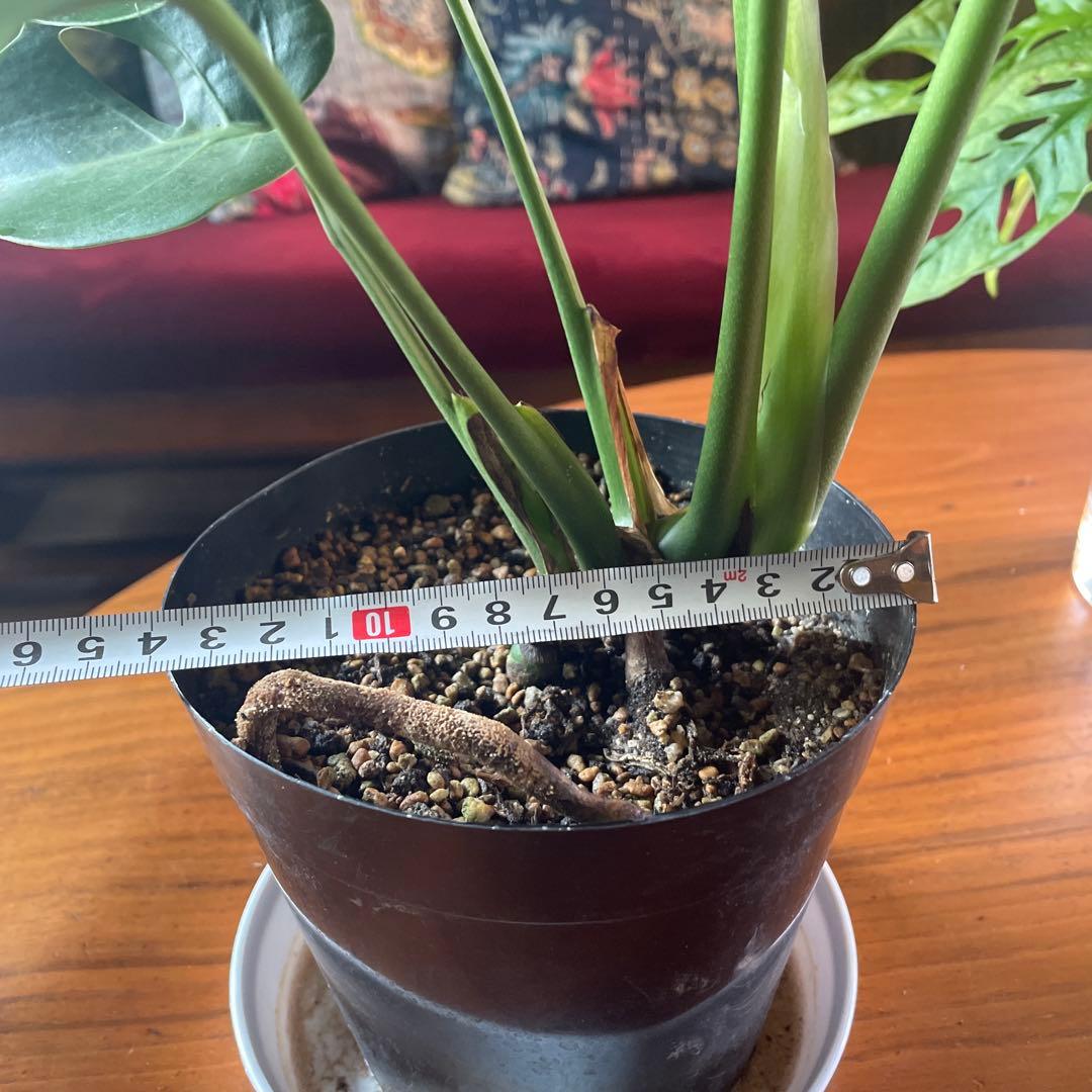 モンステラ　デリシオーサ　コンパクタ