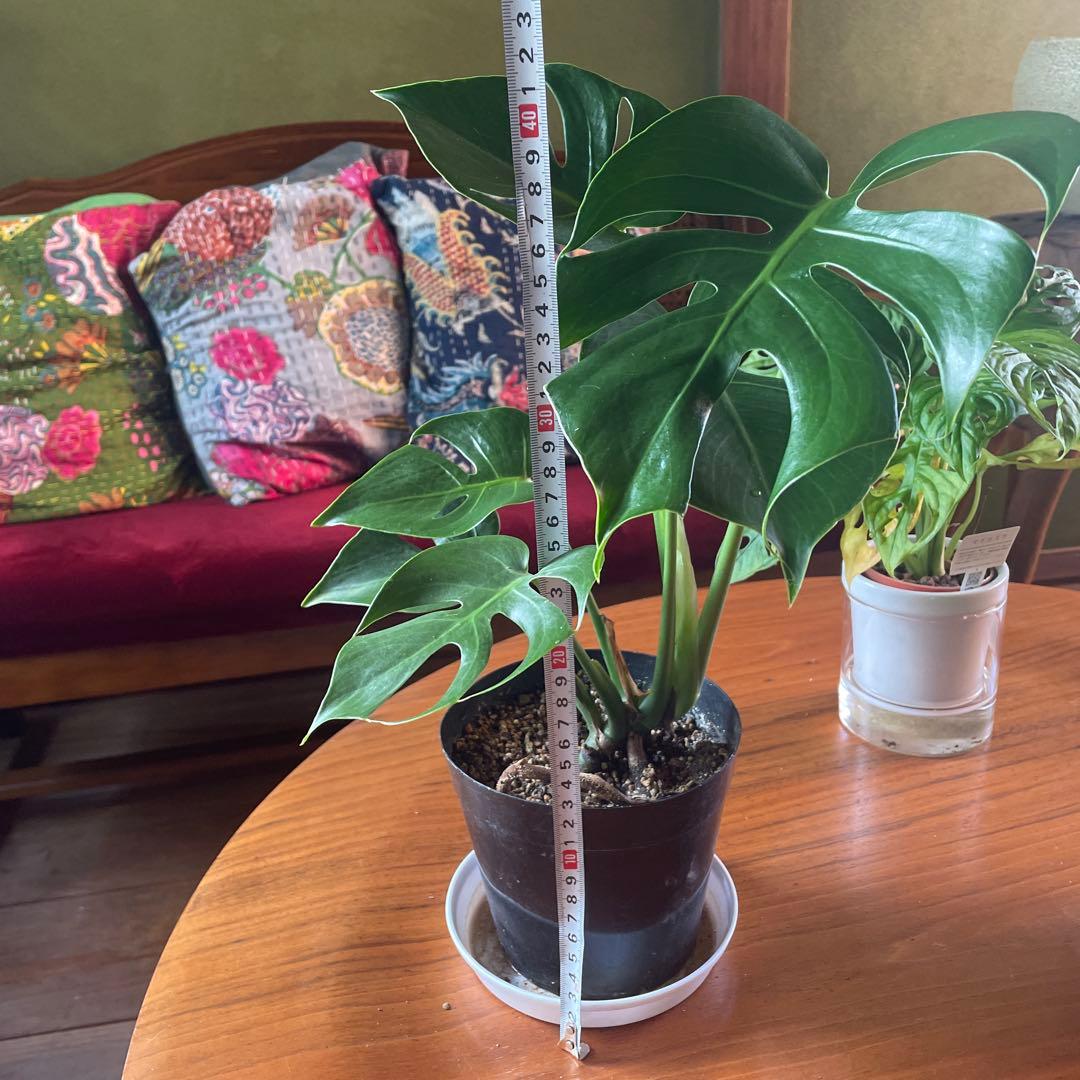 モンステラ　デリシオーサ　コンパクタ