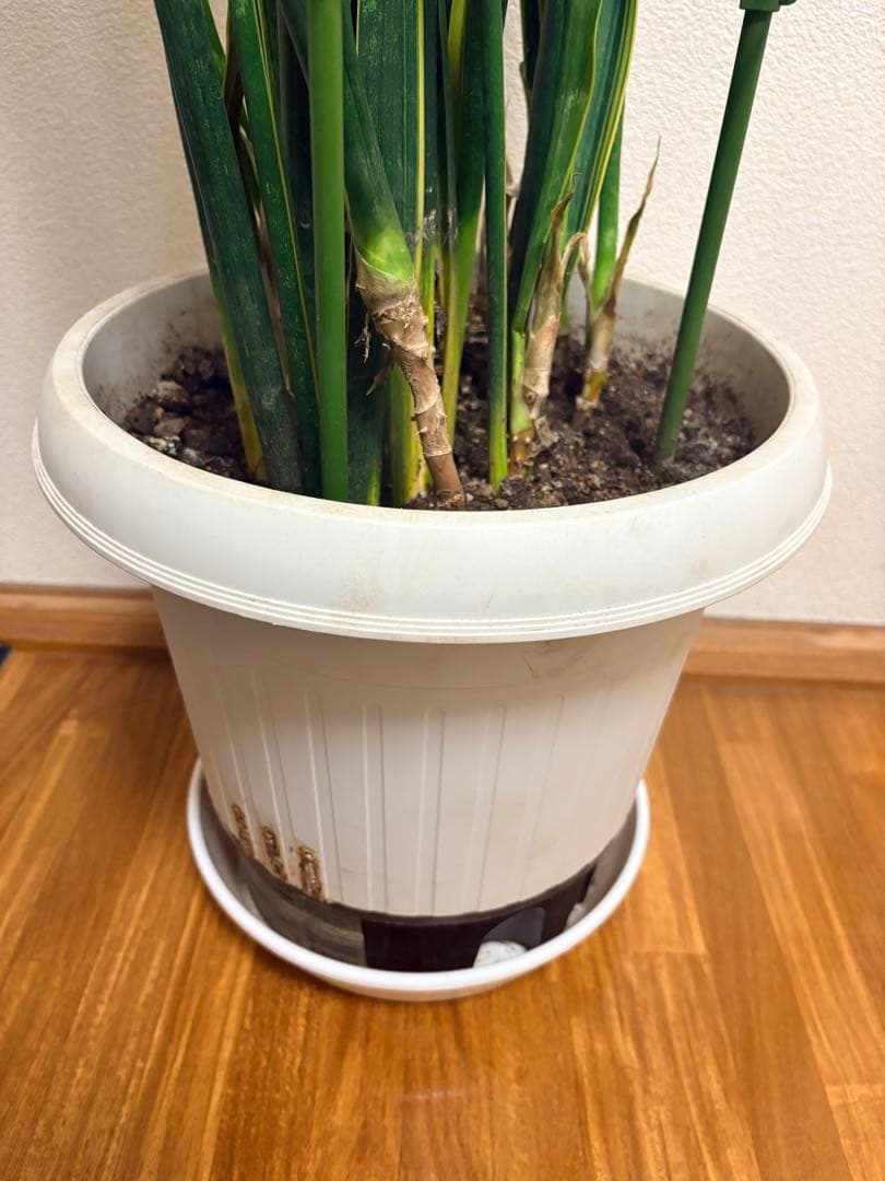 サンスベリア 約1.3メートル 白鉢付き