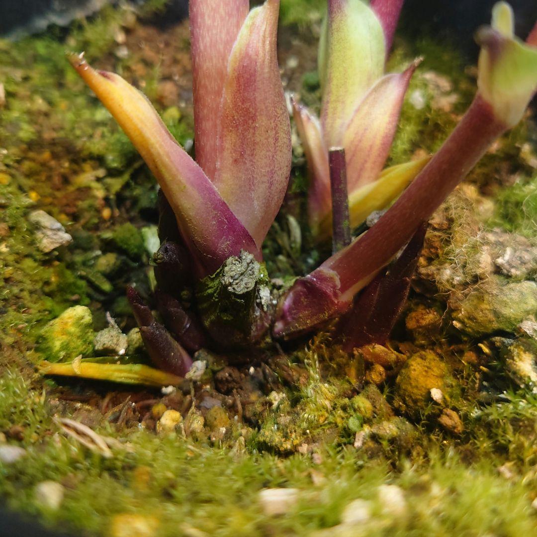 ☀️ クリスマスローズ開花株☀️ 4号ロング鉢植え ☀️