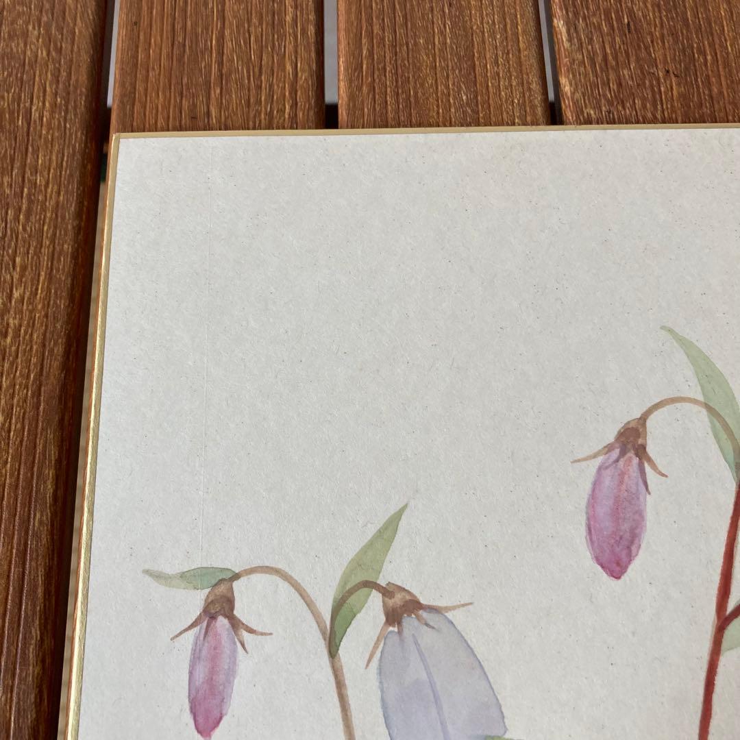 TS73 【肉筆】ミヤマシャジン 色紙絵 落款有 山野草 花の絵 インテリア