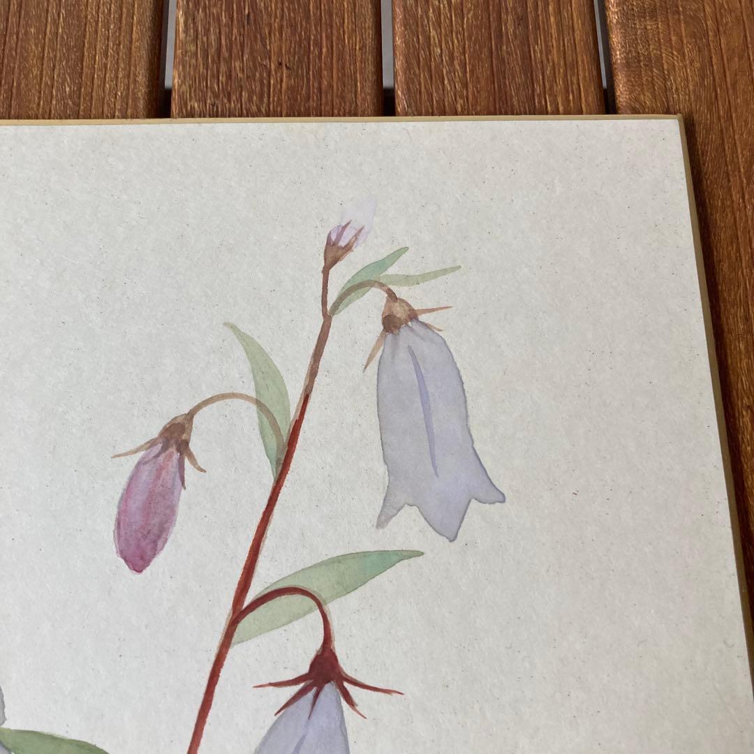 TS73 【肉筆】ミヤマシャジン 色紙絵 落款有 山野草 花の絵 インテリア