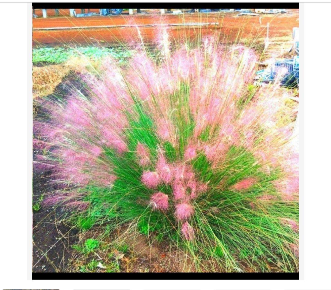 ヨッシー　ミューレンベルギア　カピラリス 25苗セット