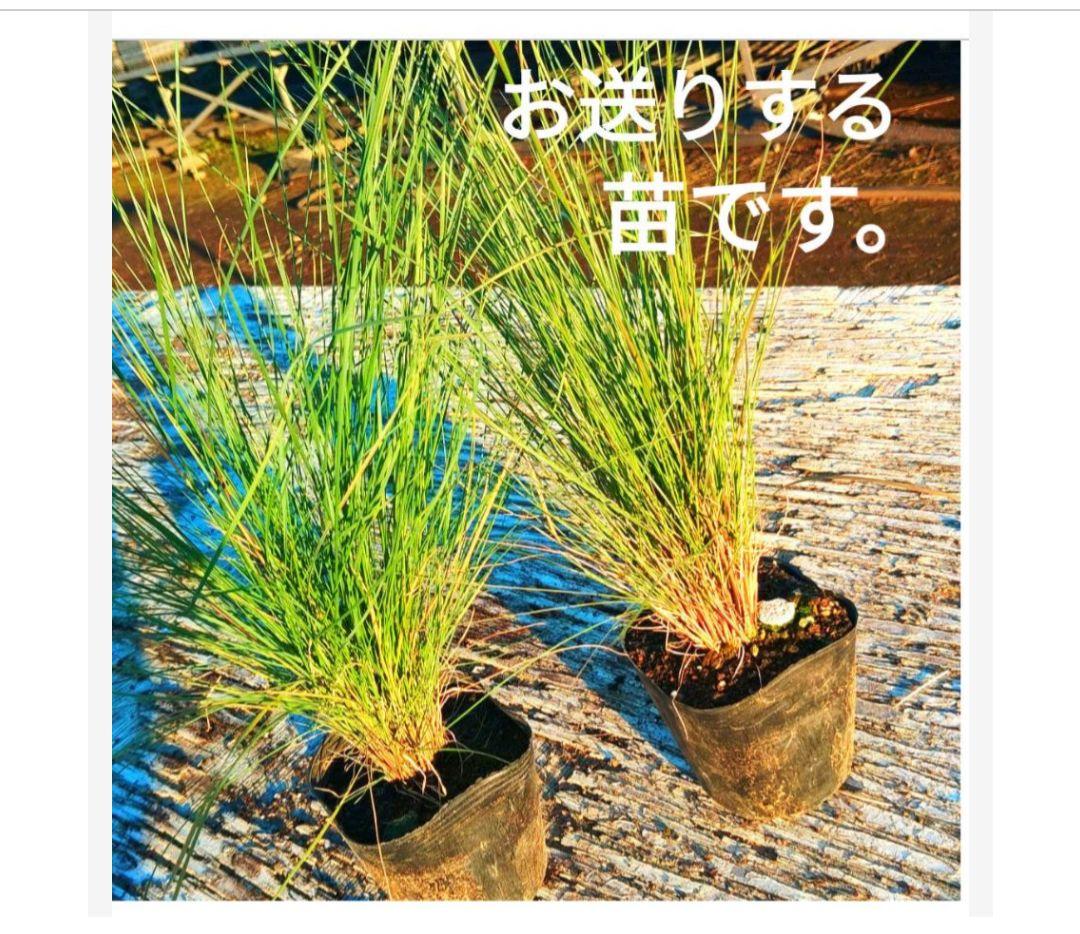 ヨッシー　ミューレンベルギア　カピラリス 25苗セット